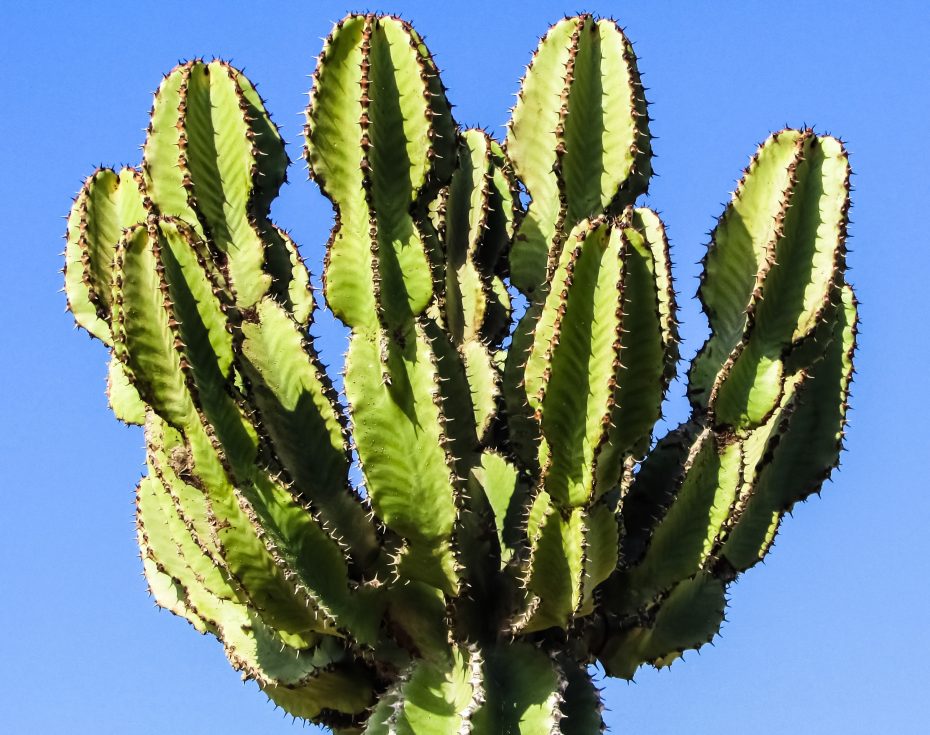 Cuidados de los cactus injertados