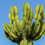 Conoce los 6 tipos de cactus grandes y aprende a cuidarlos