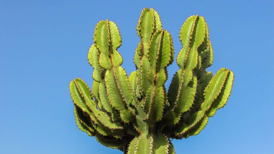 Conoce los 6 tipos de cactus grandes y aprende a cuidarlos