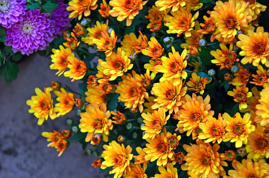 Crisantemos: sol o sombra
