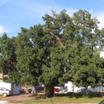 Sicomoro (Ficus sycomoro), un árbol exótico y decorativo para tu jardín