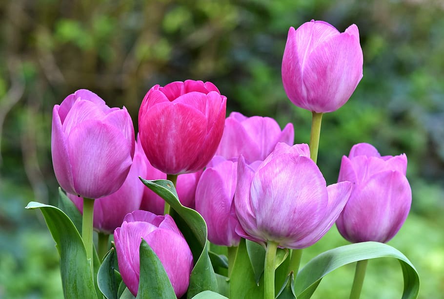 Cómo cuidar tulipanes
