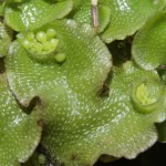 Cultivar Lunularia cruciata - Guía para principiantes