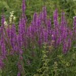 Lythrum salicaria: conoce sus beneficios medicinales y usos en la jardinería