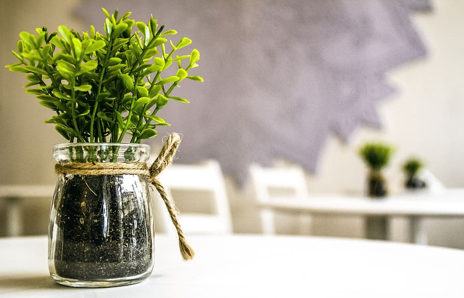 Por qué las orquídeas deben estar en macetas transparentes