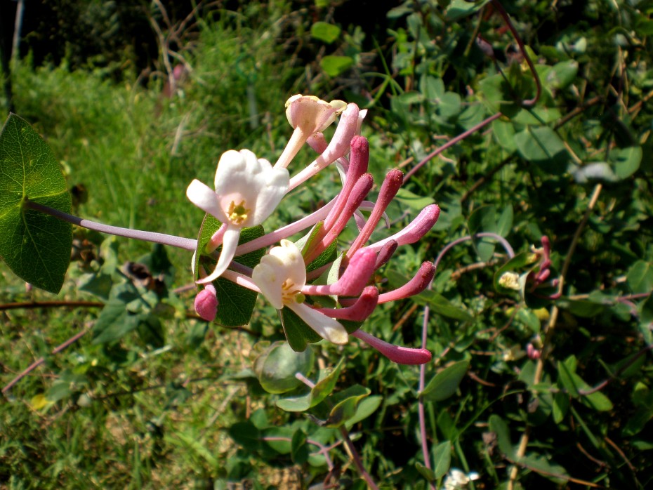 Madreselva mediterránea (Lonicera implexa), una planta aromática y decorativa