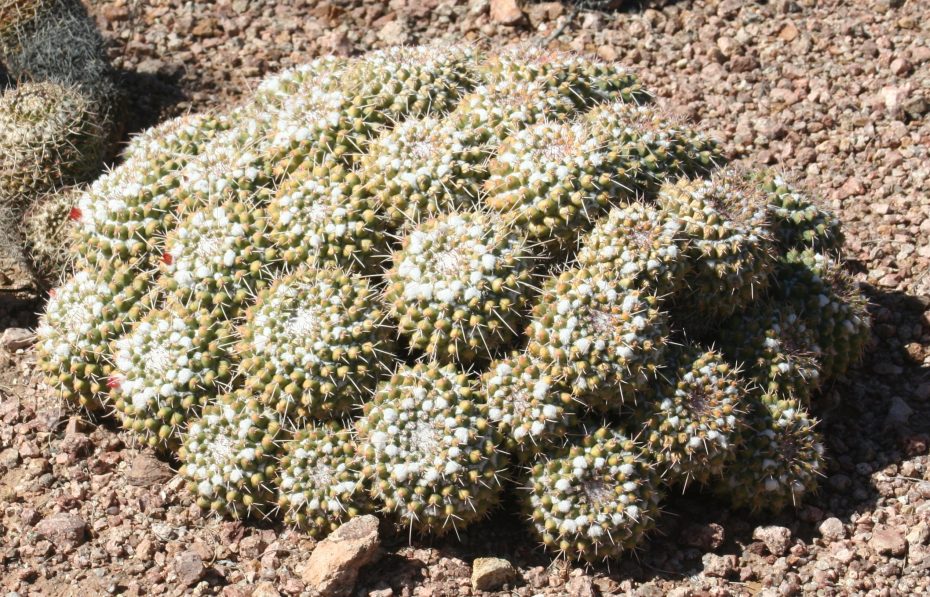Cuidados de la Mammillaria polythele
