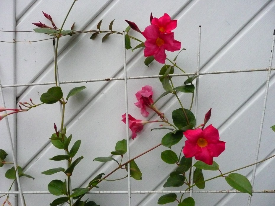 Mandevilla sanderi: Conoce todo sobre el jazmín brasileño