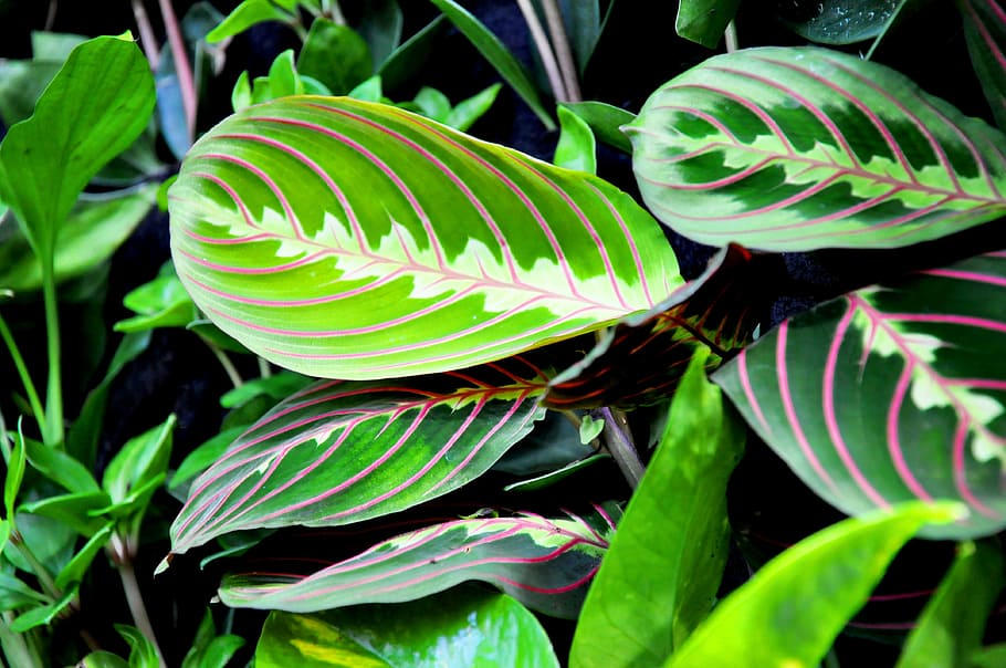 Tipos de Maranta