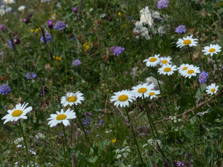 Margarita de los prados (Bellis perennis)