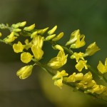Meliloto (Melilotus officinalis)