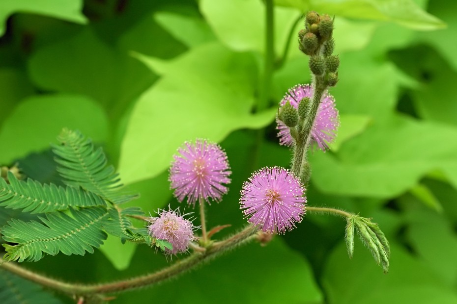 Todo lo que necesitas saber para cuidar tu Mimosa pudica