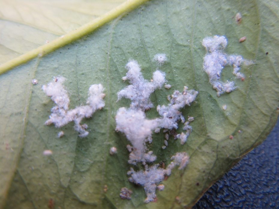 Cómo eliminar la mosca blanca de la marihuana
