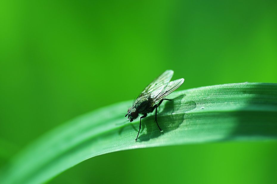 Cómo eliminar la mosca de la humedad