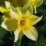 Narcisos amarillos: cultivo, significado y más