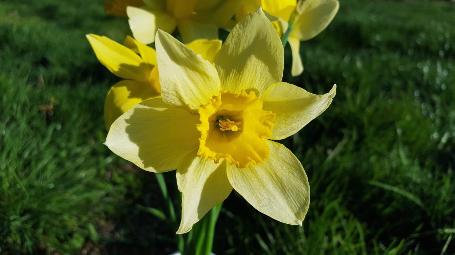 Narcisos amarillos: cultivo, significado y más