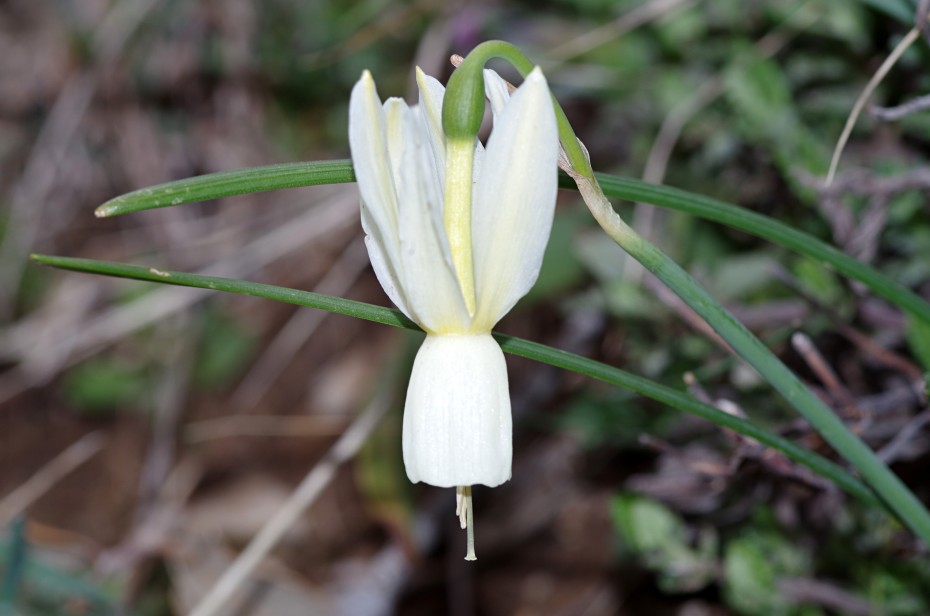 Junquillo blanco (Narcissus triandrus)