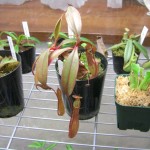 Nepenthes alata: cómo cultivar y cuidar esta planta carnívora