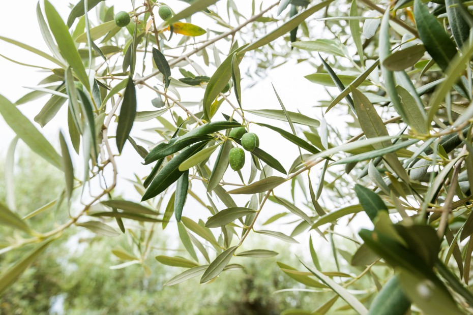 olivo