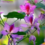 Cómo cultivar y cuidar el árbol orquídea Bauhinia variegata en tu jardín