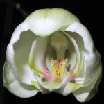 Orquídea mariposa (Orchis papilionacea), una planta perenne con flores vistosas para tu jardín