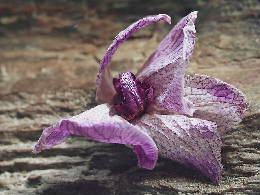 Cómo saber si mi orquídea está muerta