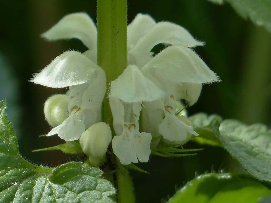 Lamium album: Conoce todo sobre la ortiga blanca