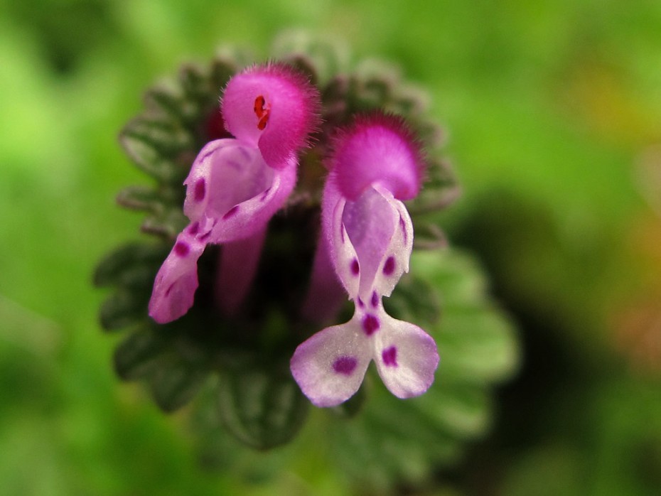 Ortiga mansa (Lamium amplexicaule) Ortiga mansa (Lamium amplexicaule)