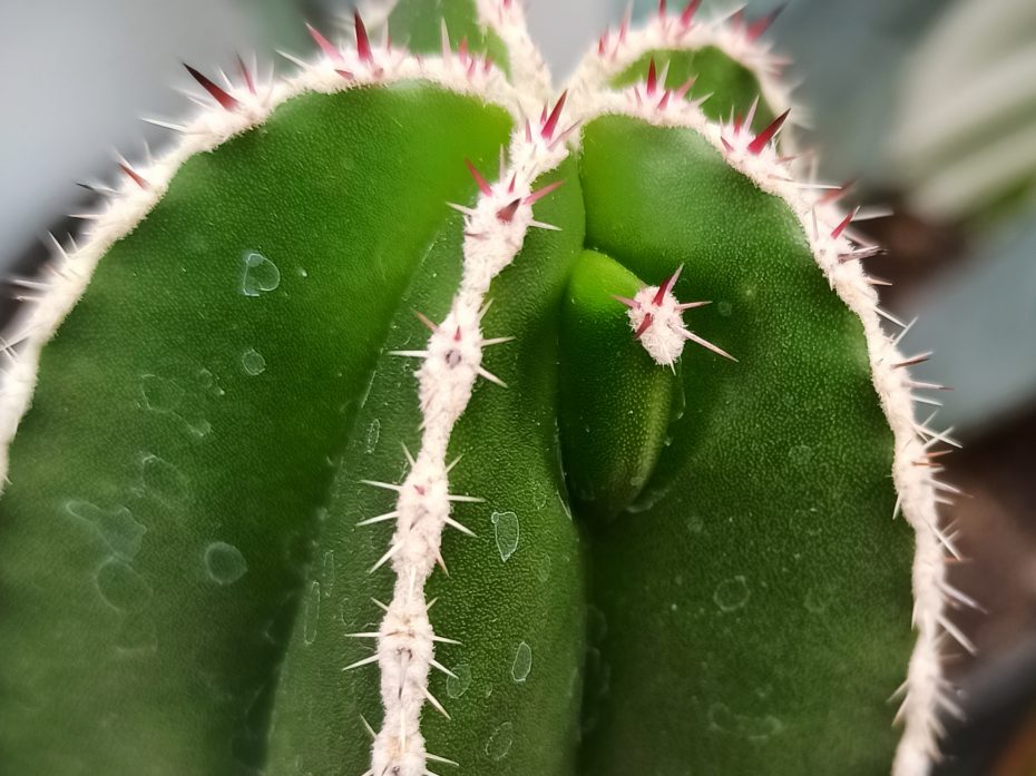 Pachycereus marginatus