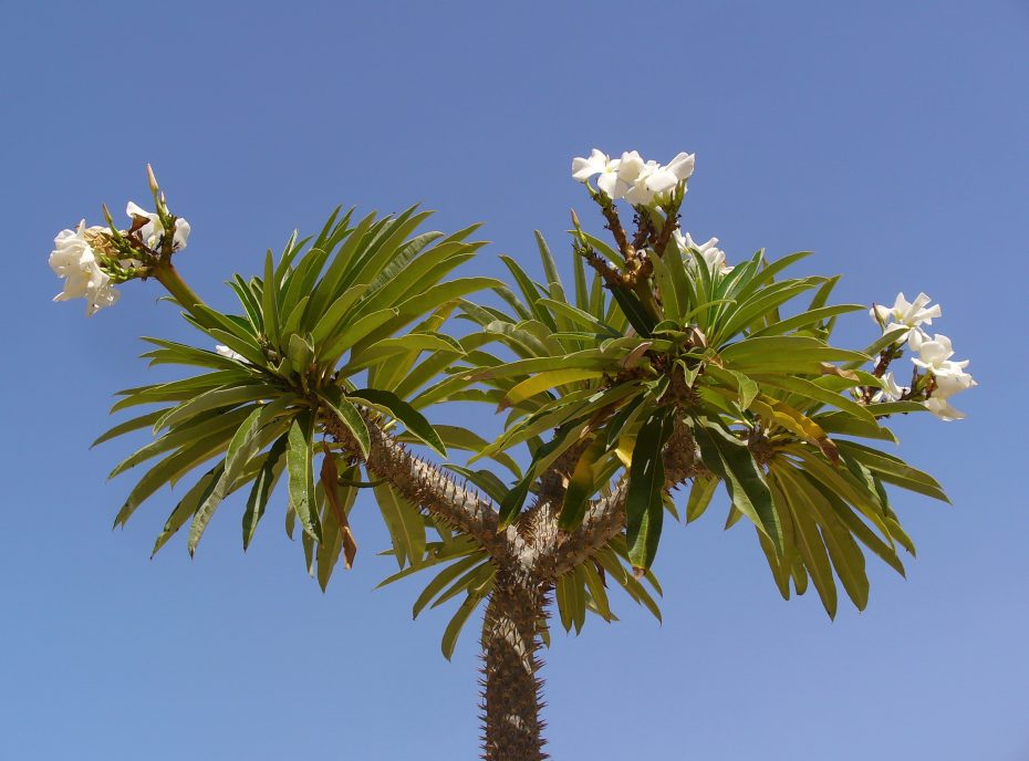Pachypodium lamerei: cuidados