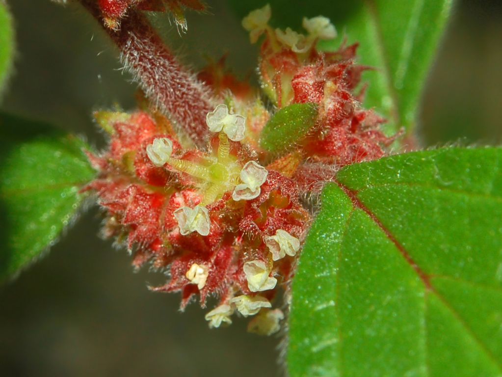 Parietaria judaica: una planta ornamental y medicinal