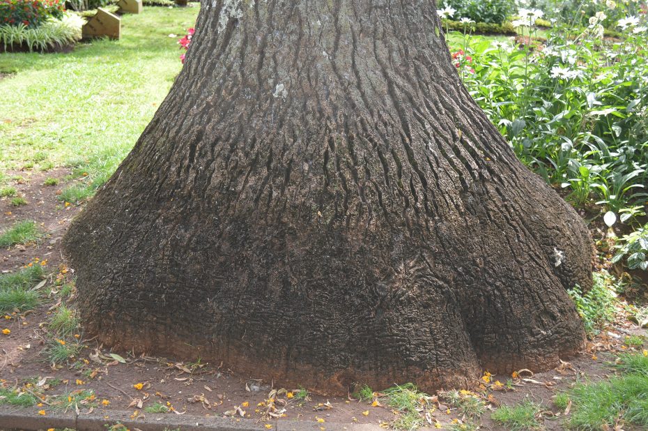 Cómo revivir una planta pata de elefante