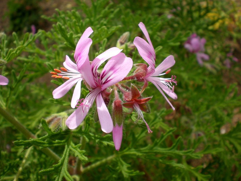 Pelargonium radens