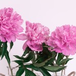 Cómo cultivar peonías rosas: consejos y trucos para tener éxito