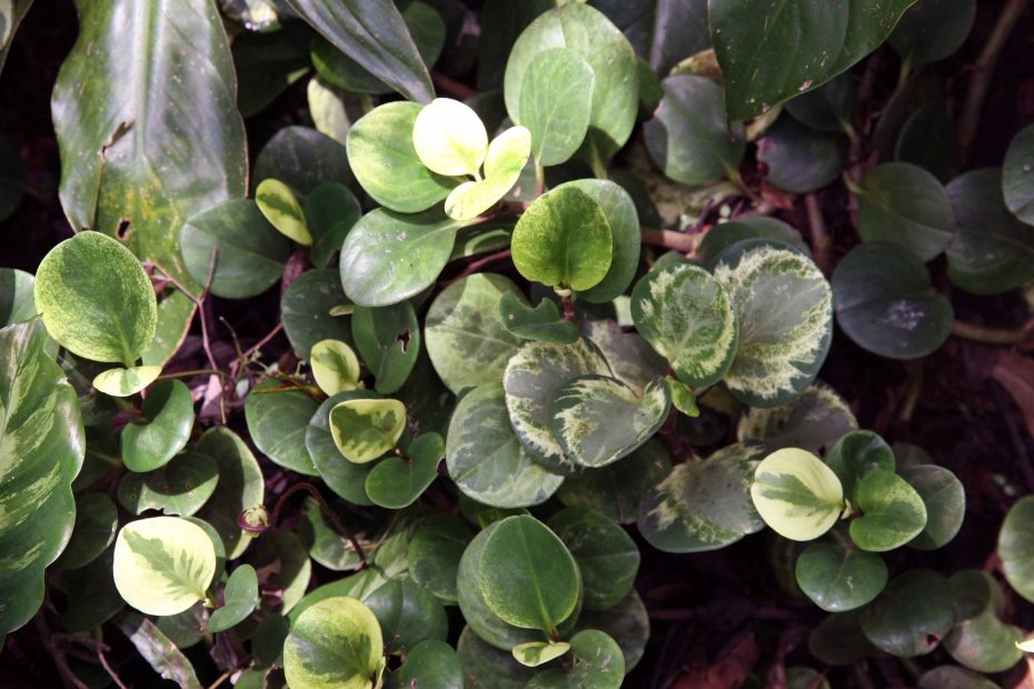 Peperomia (Peperomia obtusifolia)