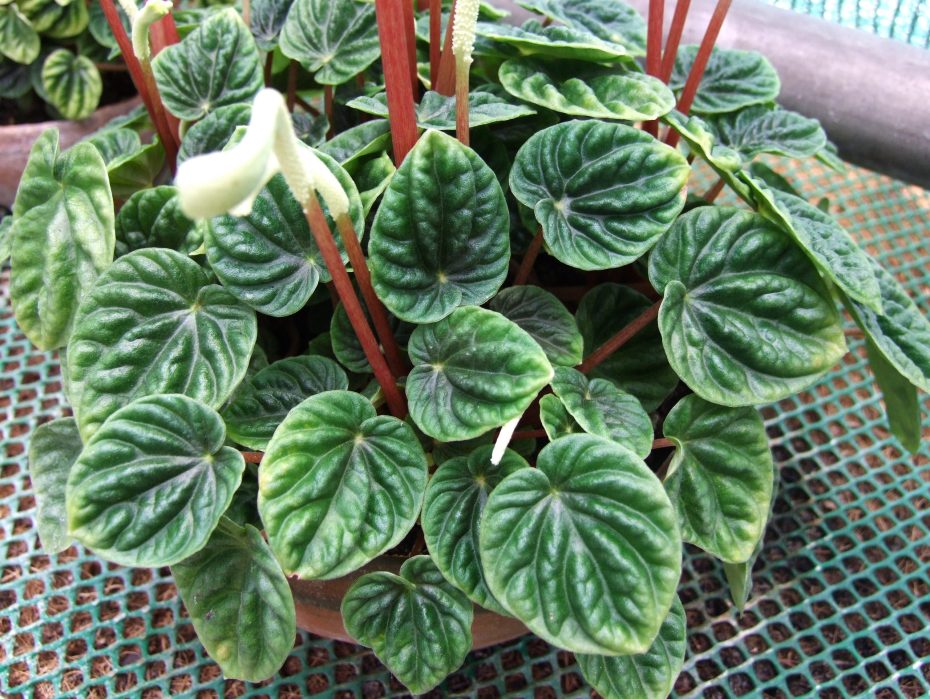 Peperomia: tipos