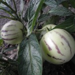 Pera Melón: Beneficios y Propiedades del Solanum Muricatum