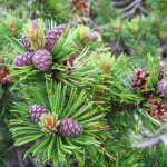 Aprende cómo cultivar y cuidar el pino enano Pinus mugo en tu jardín