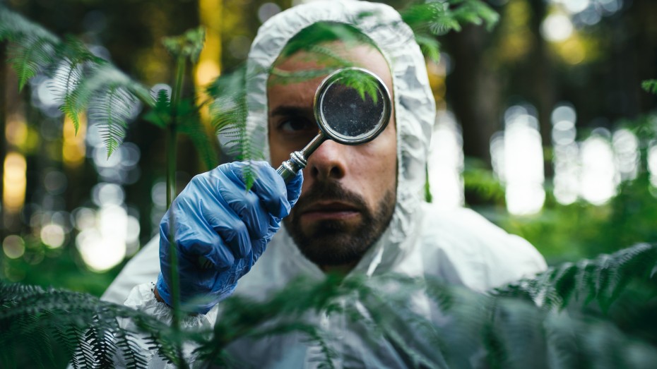 examinar plantas