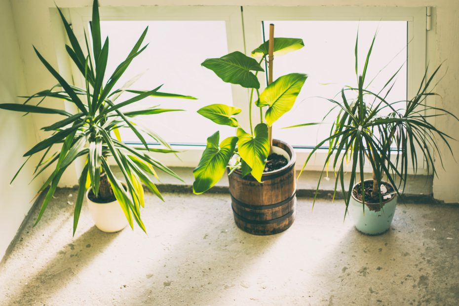 Plantas de interior aptas para gatos Plantas de interior aptas para gatos