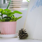 Culantrillo menudo: una planta de interior resistente y fácil de cultivar