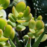 Cómo es y cuáles son los cuidados de la planta de jade