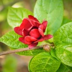 Planta de Jamaica (Hibiscus sabdariffa): características y formas de cultivo