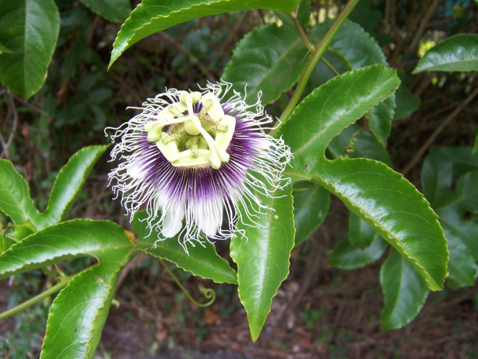 Planta maracuyá: cuidados