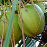 Cómo plantar un coco