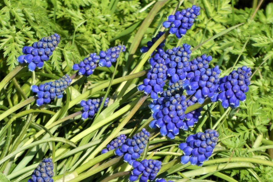 Cómo plantar jacintos en maceta