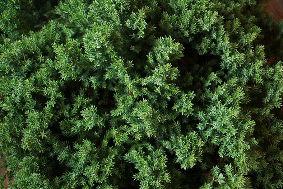 Cómo Plantar y Cuidar Juniperus