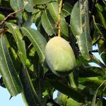 Cuándo y cómo plantar mango