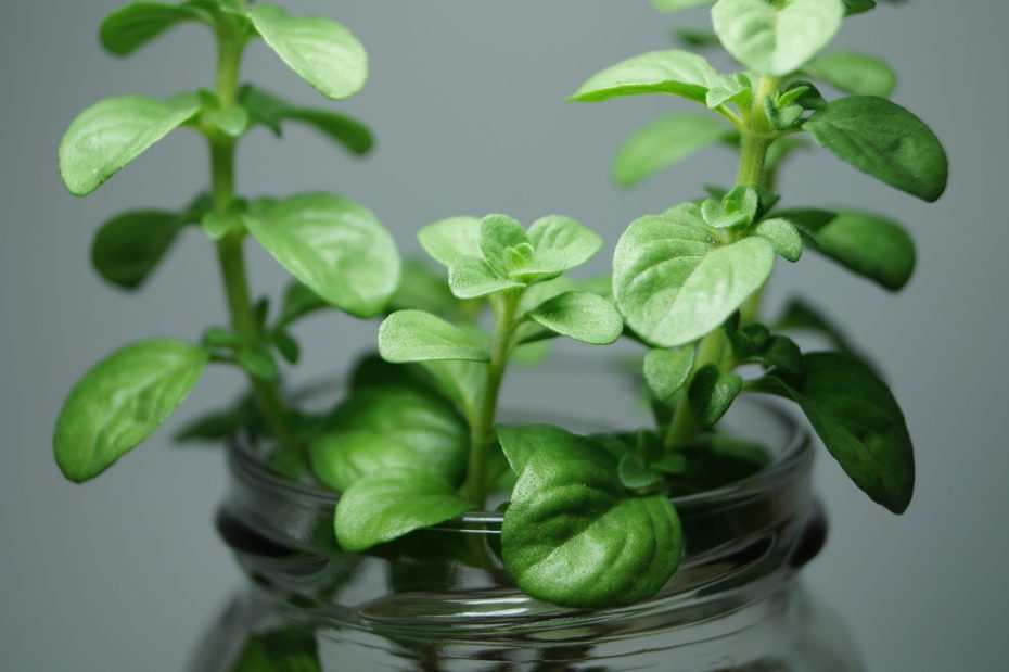 Cómo cuidar plantas aromáticas en el jardín