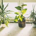 Por qué mis plantas de interior no crecen
